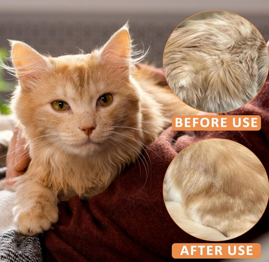 Less Stress, Healthier Coat – The Smart Grooming Solution